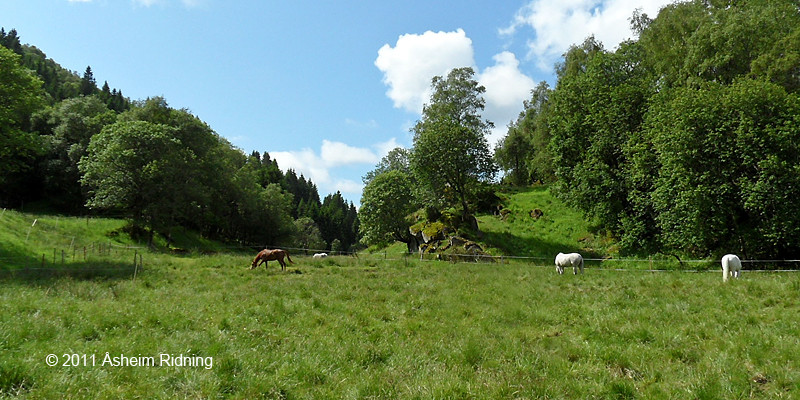 Horses grazing.