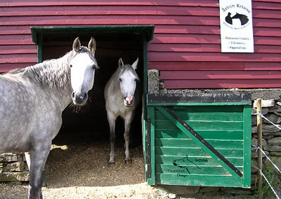 Our horses can enjoy themselves outside all day, all year