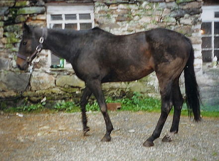 Rehabilitation for horses with back problems