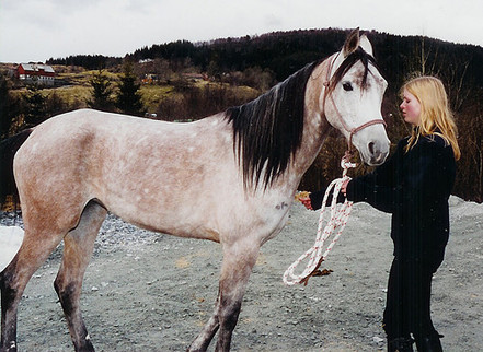 Rehabilitering av hest - før trening etter Klassiske prinsipper
