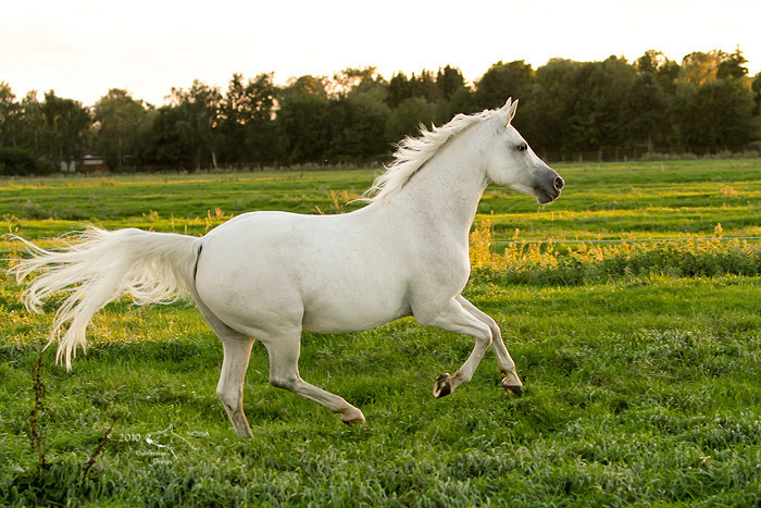 Hestefotografi - Liberty