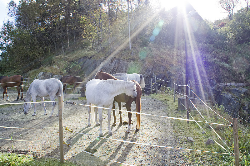 Autumn sun in the paddocks