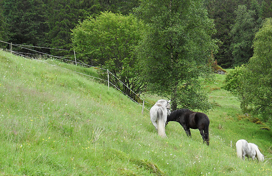 Holidays amongst the horses.