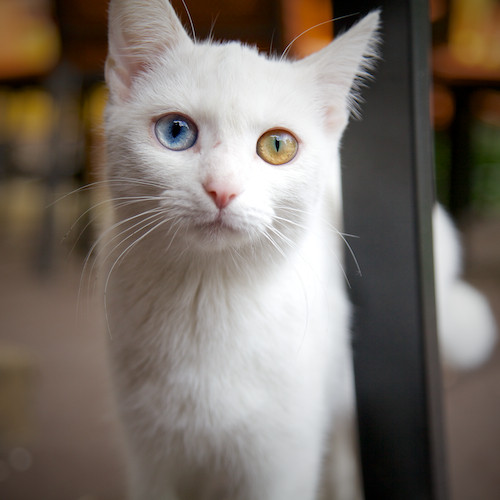 Heterochromia