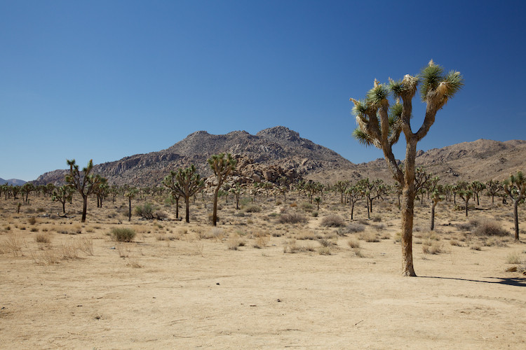 Joshua Tree National Park