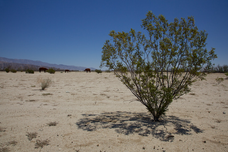 Anza Borrego Desert State Park