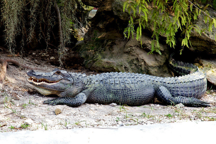 Gator, the Everglades National Park