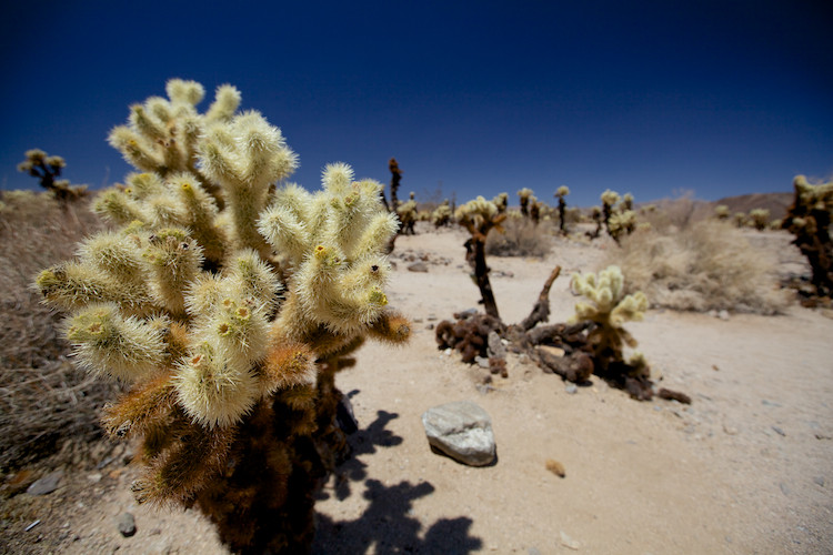 Joshua Tree National Park, Cholla Cactus Garden Trail