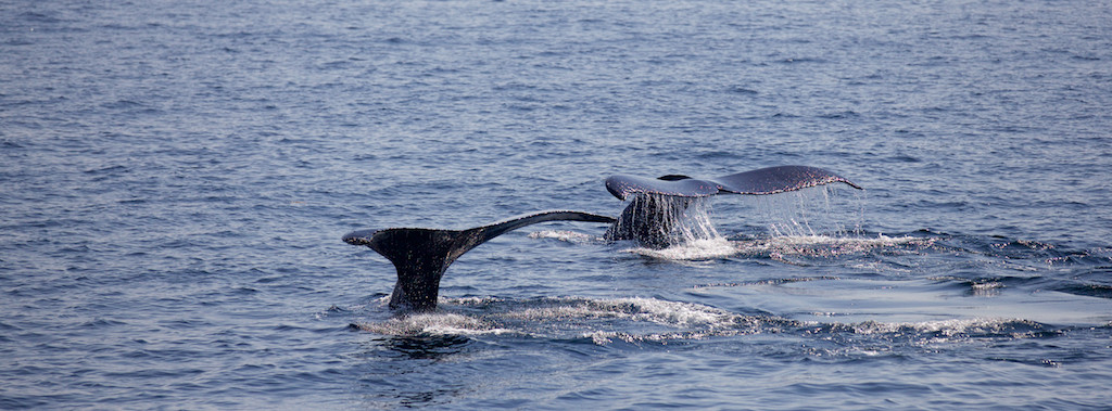 Whale Watching at Stellwagen Bank National Marine Sanctuary, MA