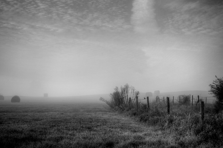 Bird and Mist, nearby Heffingen, Luxembourg. (2010)