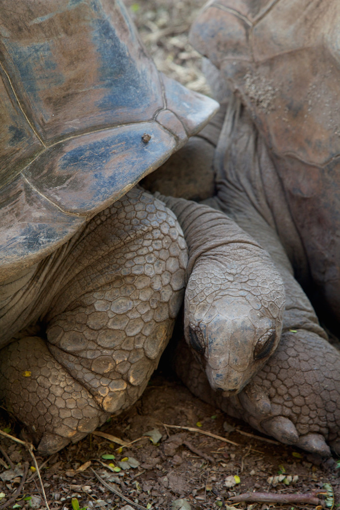 giant turtles, Seven-coloured Earth, Chamarel