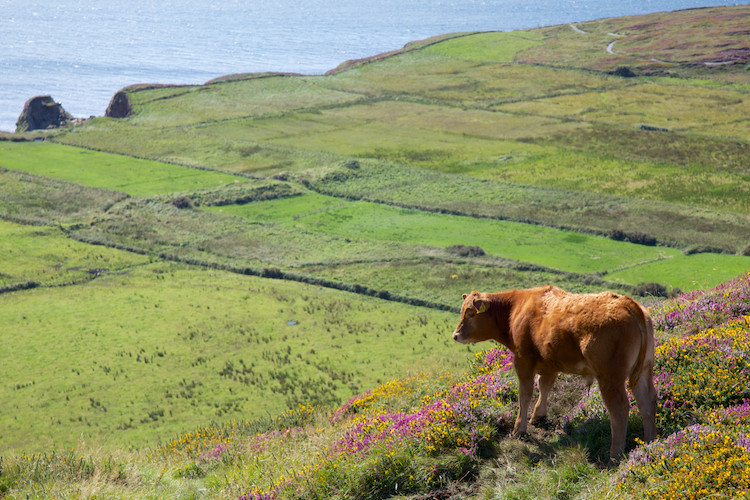 Sky Road, west of Clifden, Connemara