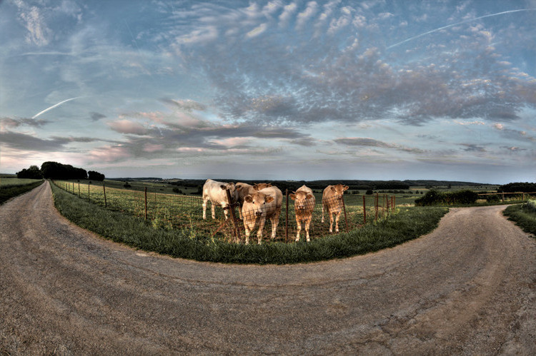 Cows,  nearby Heffingen, Luxembourg. (2011)