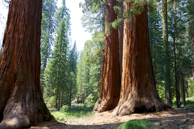 Yosemite National Park, Mariposa Grove of Giant Sequoias