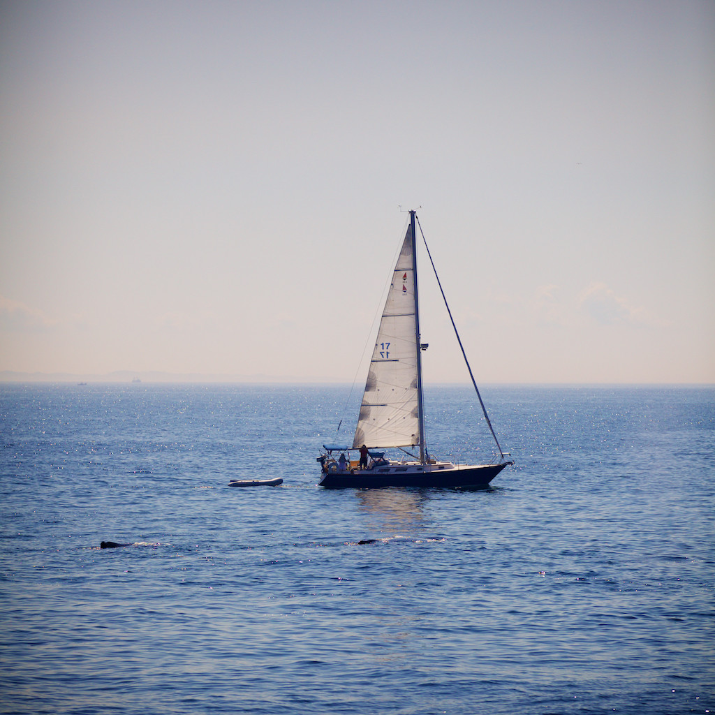 Whale Watching at Stellwagen Bank National Marine Sanctuary, MA