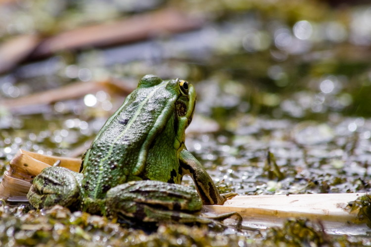 Frog. Pond in Heffingen/Reuland, Luxembourg. (2009)