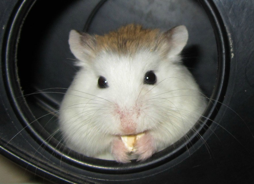 Hamster, Puschelhilfe, Nagerschutz, Josie