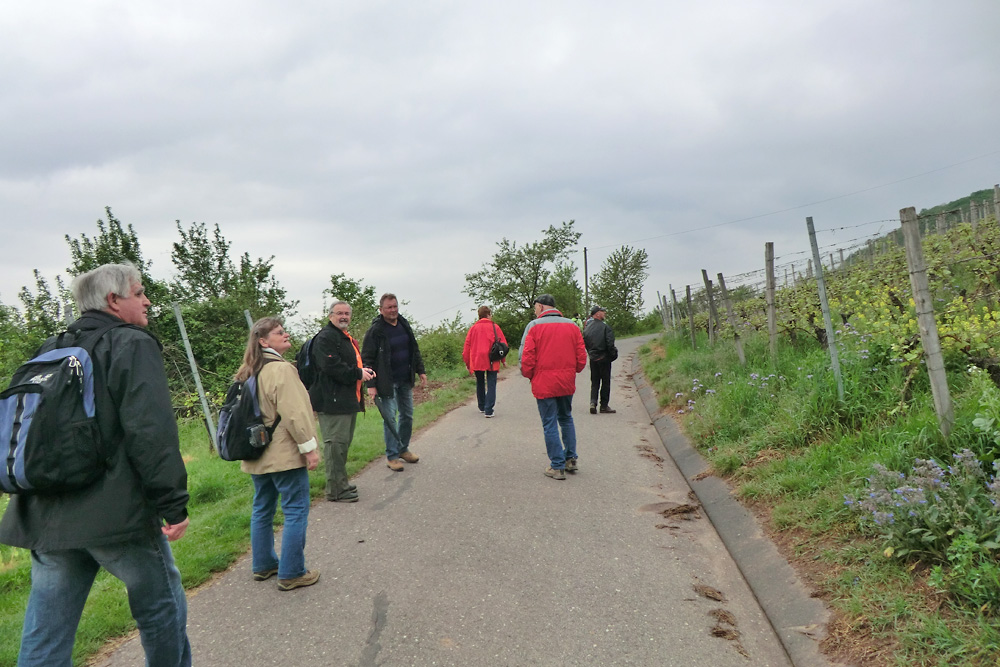 Maiwanderung, Abt-Degen-Steig 2014