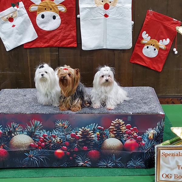 Yorkshire Terrier mit Begleitung