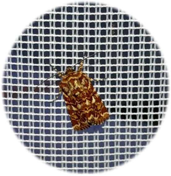 Heidekraut-Bunteule (Anarta myrtilli). Foto: ÖNSL