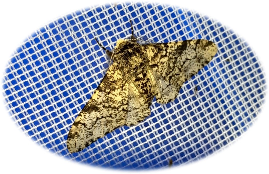 Birkenspanner (Biston betularia), helle Form. Foto: ÖNSL