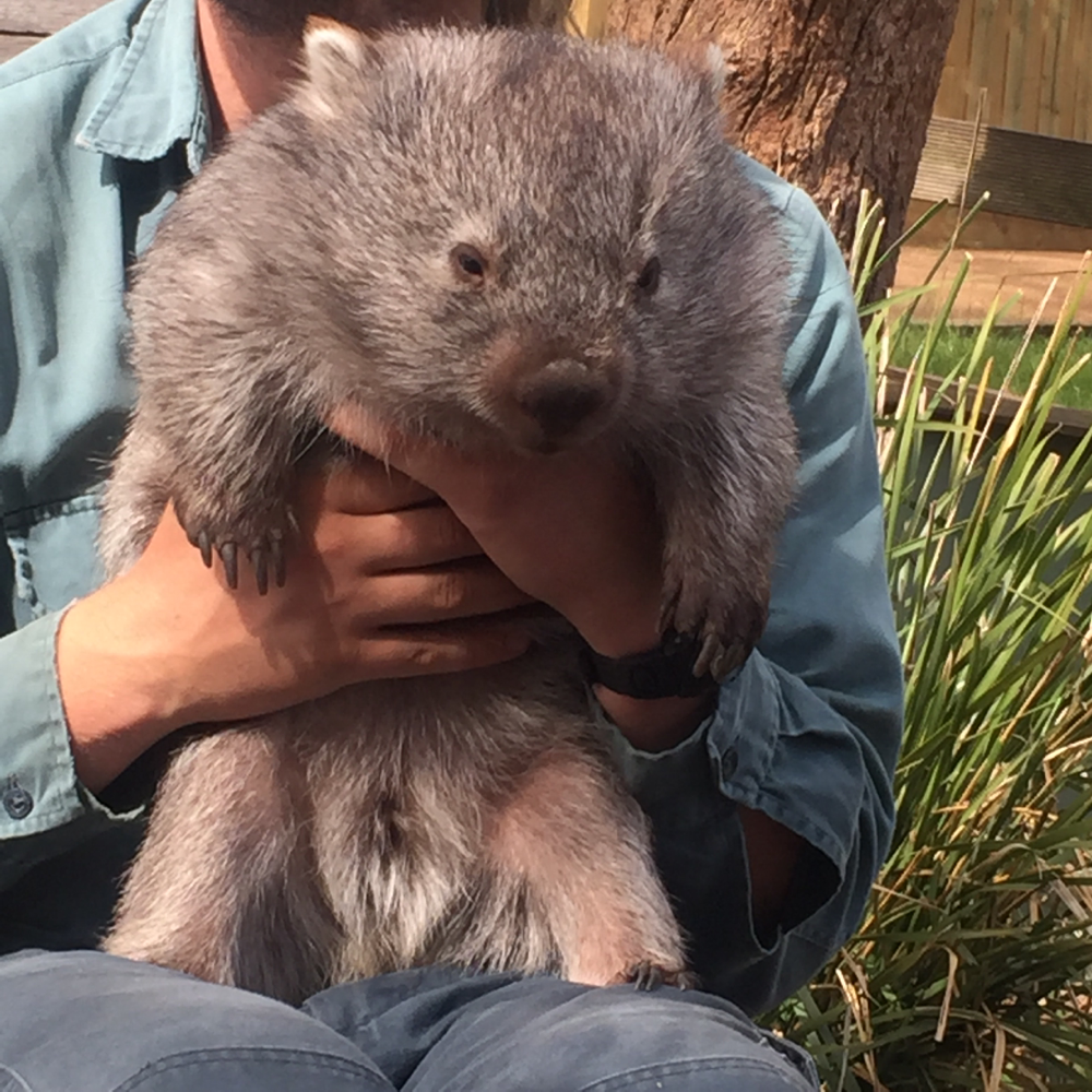 Wombat "Mareya"