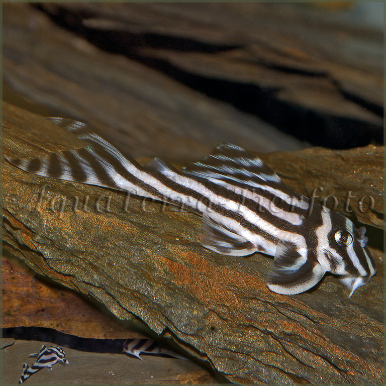 Hypancistrus zebra (Zebrawels)_3076 x 3071 px 