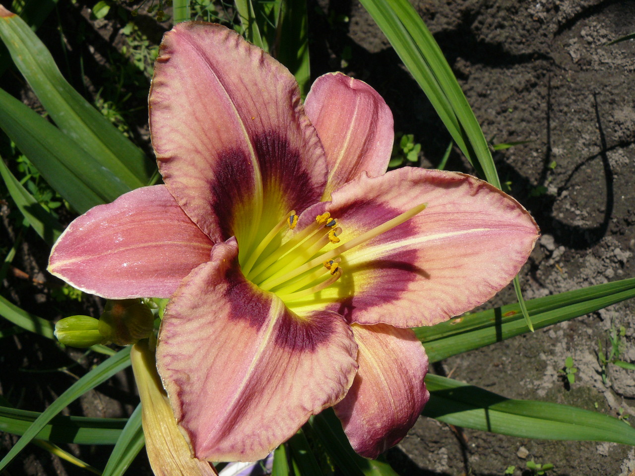 Always afternoon. Always afternoon. лилейник hemerocallis always afternoon. лилейник гибридный тайгер блад. Always afternoon.