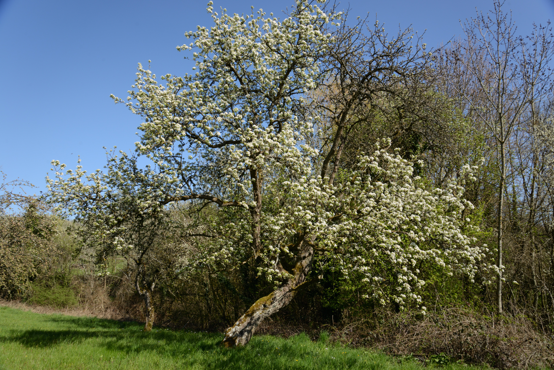 Auch scheinbar abgestorbene Obstbäume stehen in prachtvoller Blüte