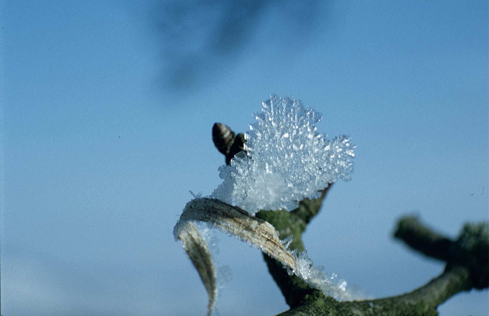 Eis und Rauhreif auf Zweig von Apfelbaum