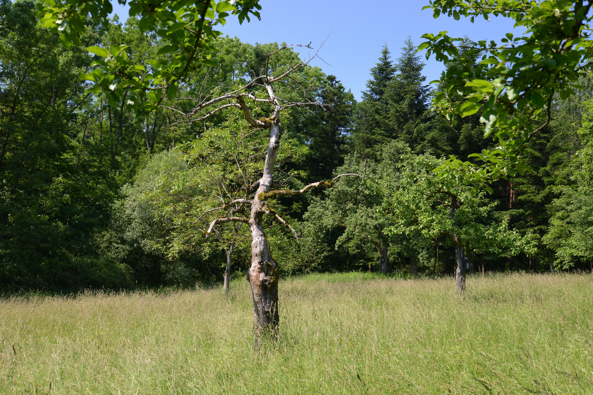 Ein toter Baum wird gerne von Insekten angenommen