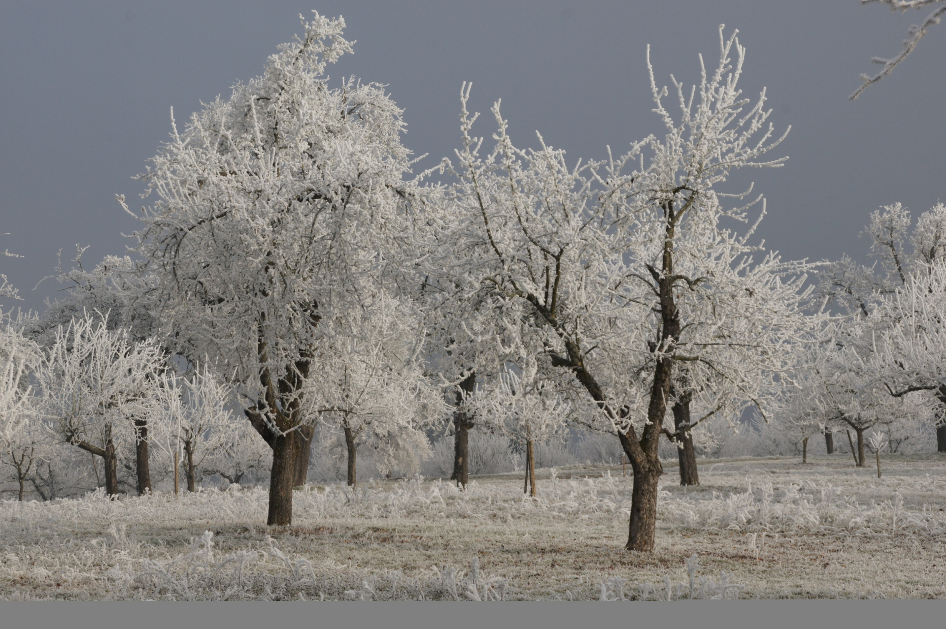 Winterbild - Foto: Volker Dühring