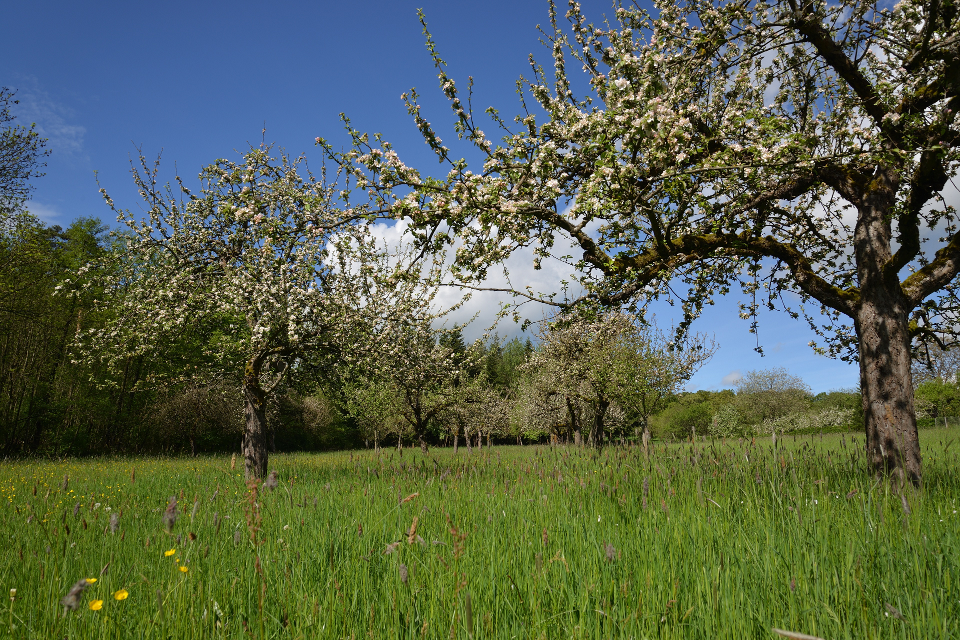 Streuobstwiese mit Orchideenbestand oberhalb Zaberfeld