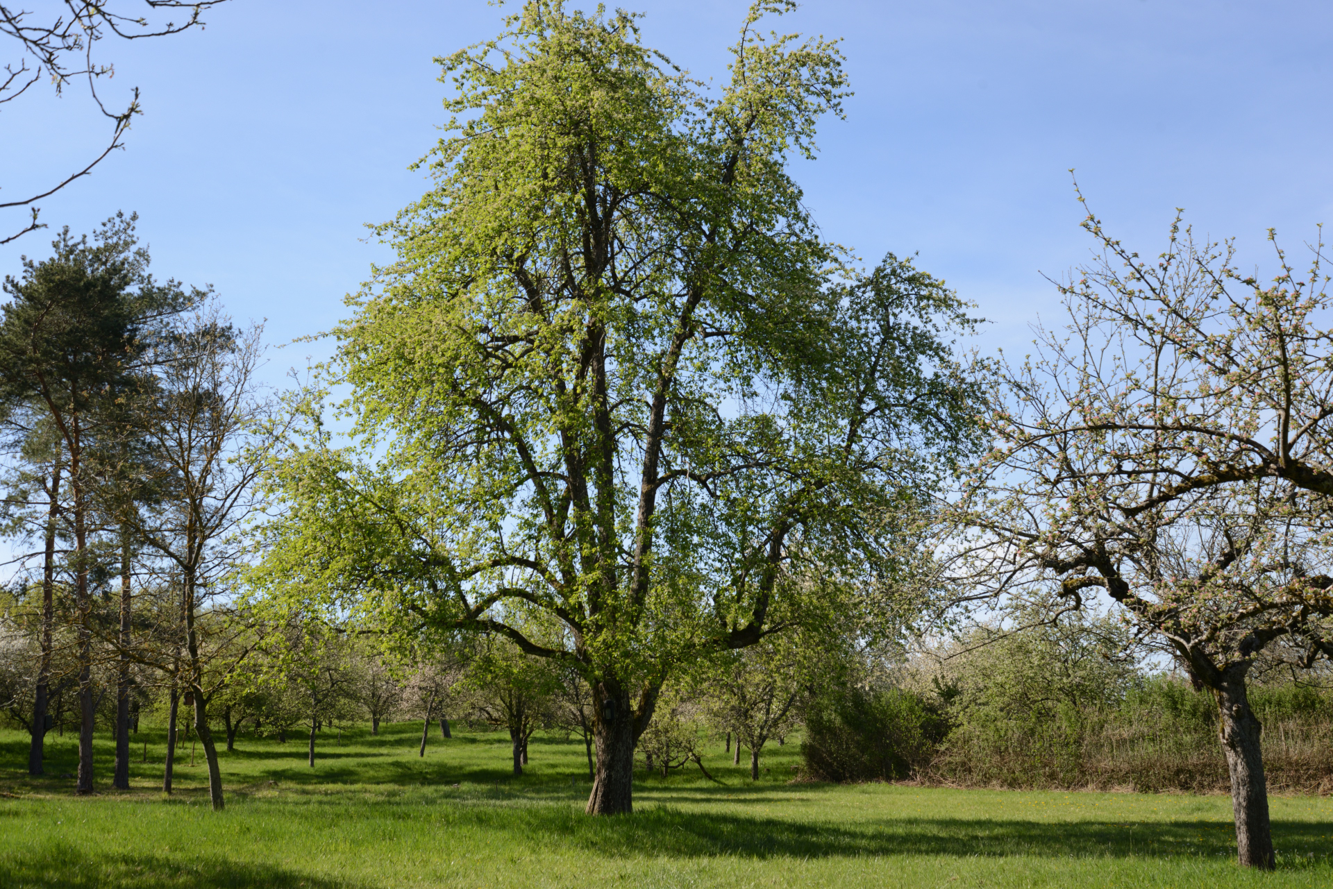 Birnbaum auf Streuobstwiese des Naturschutzverein Zaberfeld