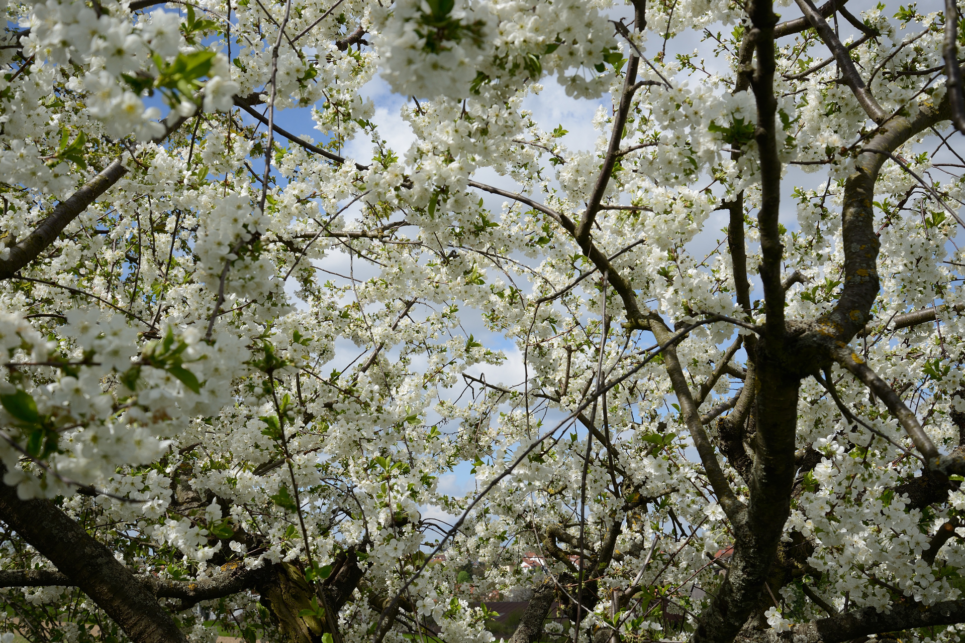 Ein Rausch von Kirschblüten