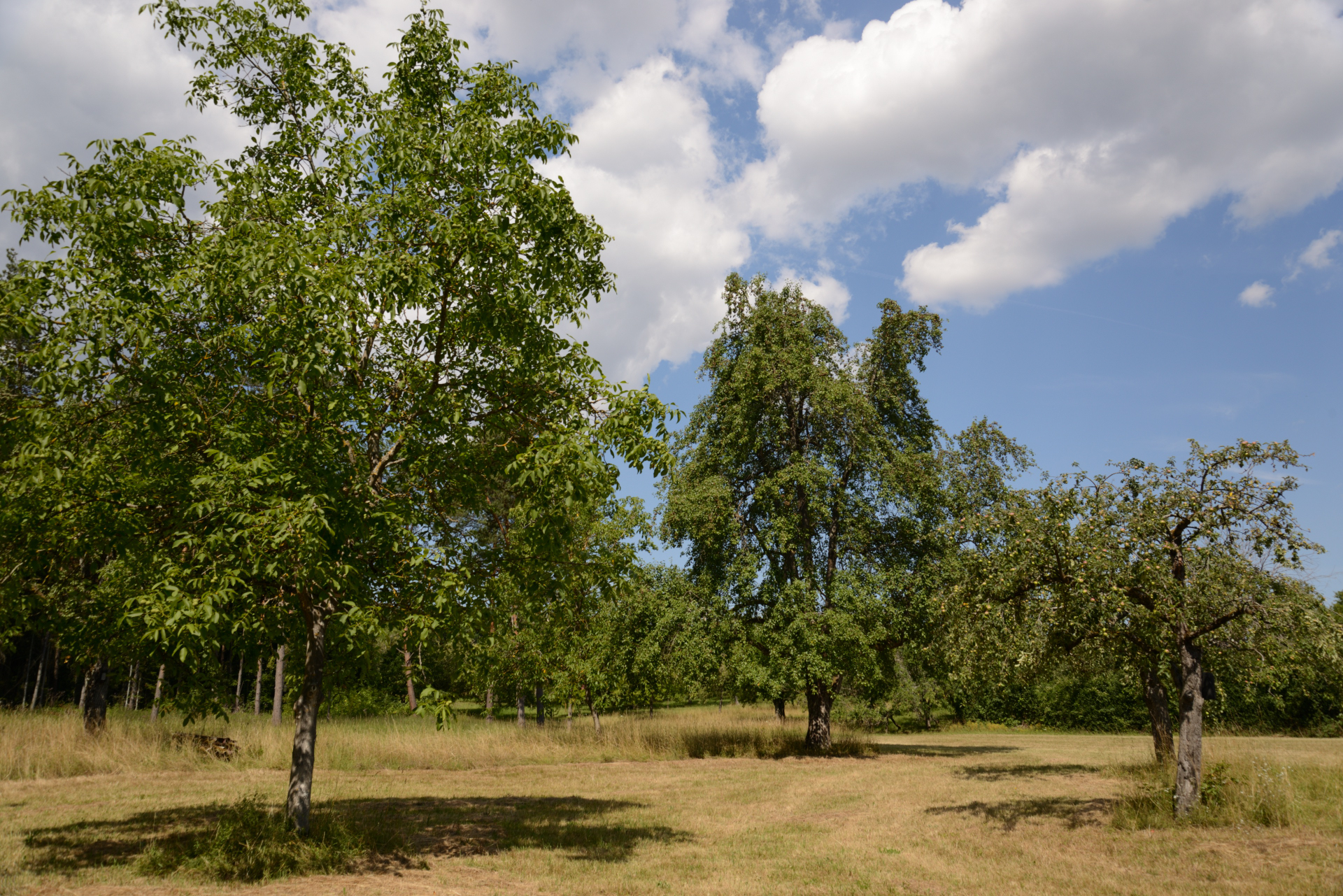 Hochsommer in der Stellenklinge auf vereinseigener Streuobstwiese