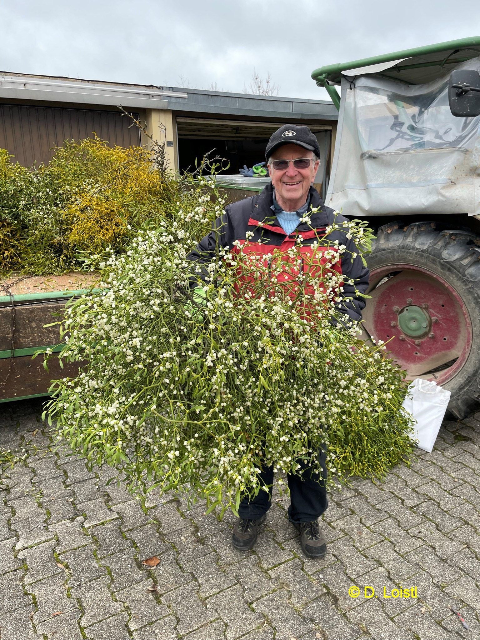 Volker Dühring hält einen einzigen Misteltieb - Wäre er nicht entfernt worden, so wäre der Baum abgestorben. Foto: Dieter Loistl