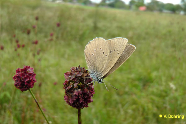 Dunkler Wiesenknopf mit Ameisenbläuling