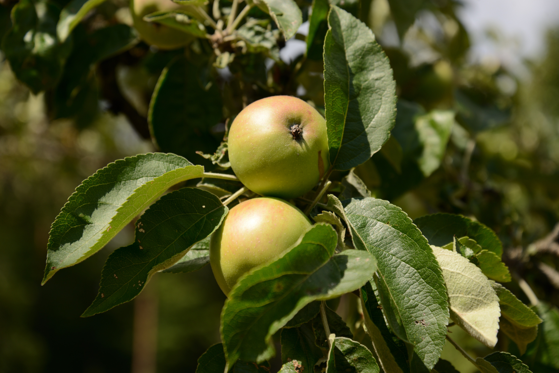 Sommer in der Stellenklinge auf vereinseigener Streuobstwiese