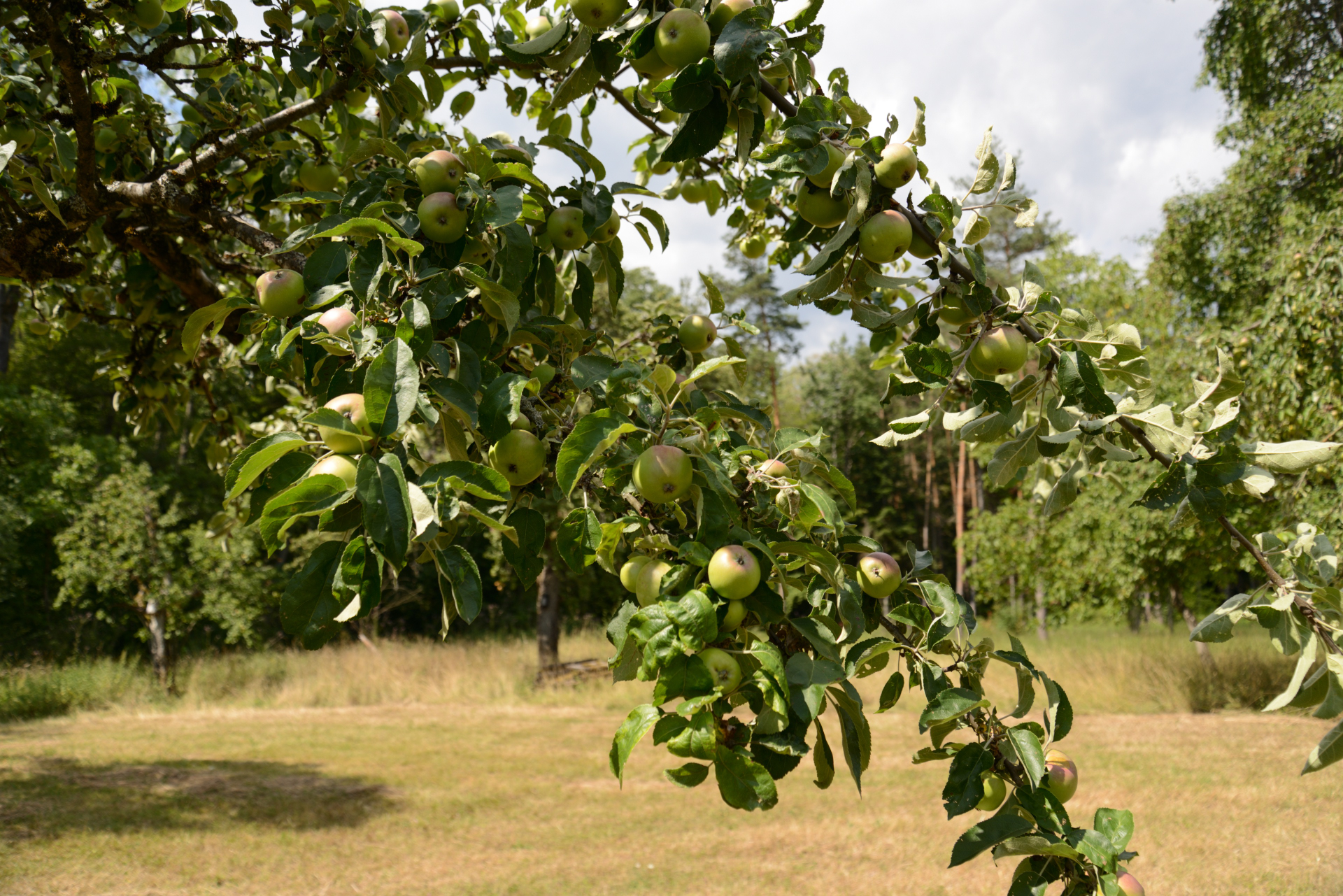 Sommer in der Stellenklinge auf vereinseigener Streuobstwiese