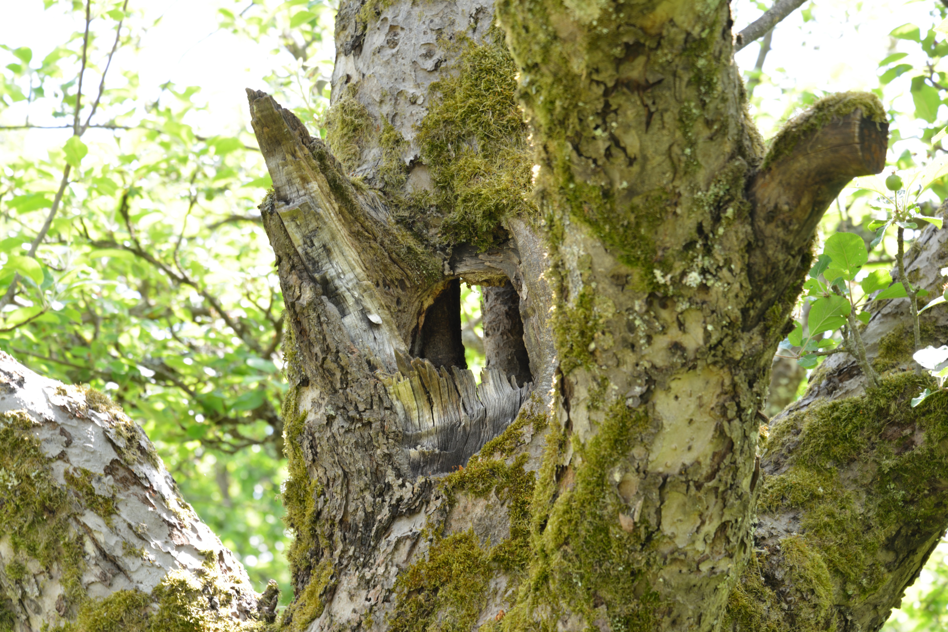 Obstbaum dient als Kleintierunterkunft