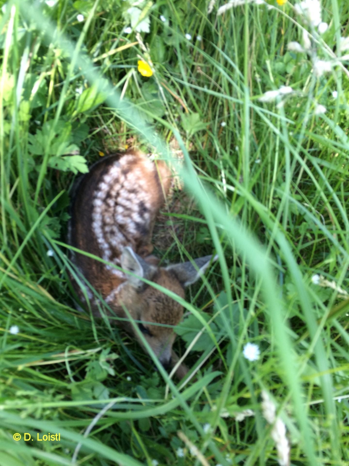 Rehkitz duckt sich im hohen Gras auf Wiese des Naturschutzverein Zaberfeld