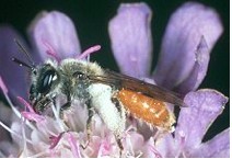 Solitäre Biene: Andrena marginata