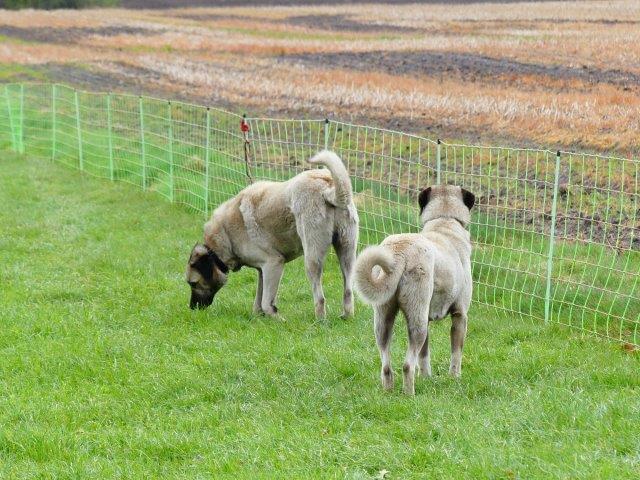 Kombinierter Herdenschutz mit Kangals und mobilen Elektronetzen in der Schafhaltung  (Foto: NABU Heidekreis)