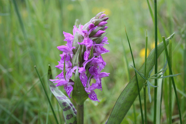 Knabenkraut - Foto: NABU