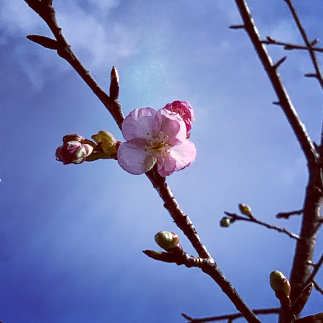 早咲きの桜が一輪