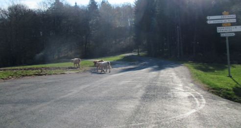 rencontre au croisement Correrie