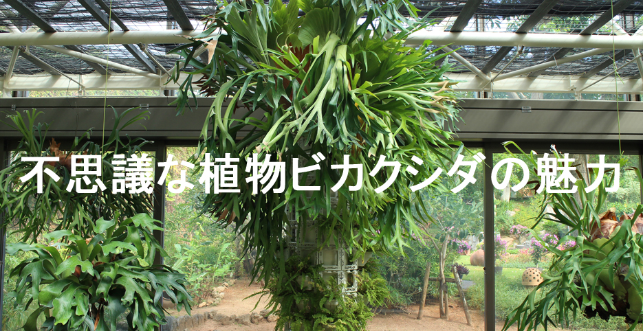 不思議な植物ビカクシダの魅力※随時更新