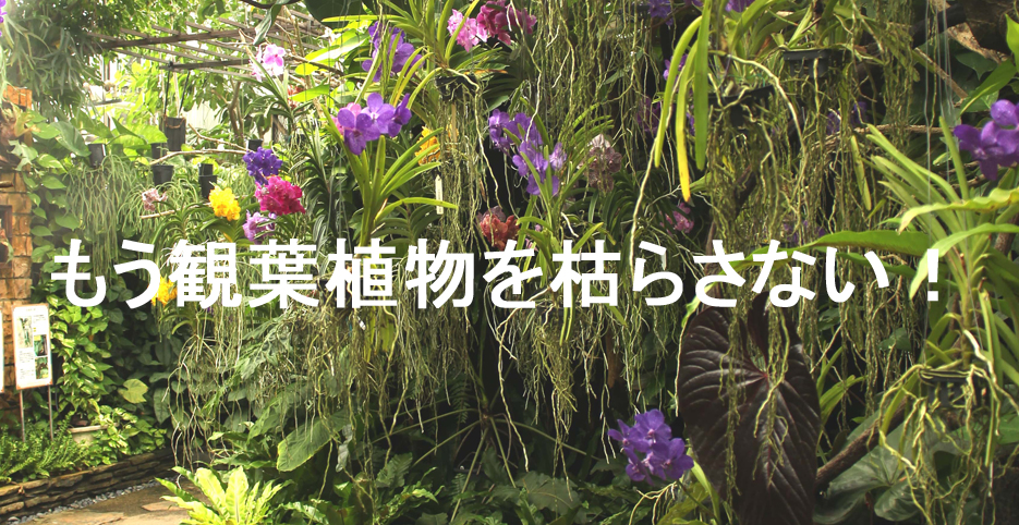 もう観葉植物を枯らさない！