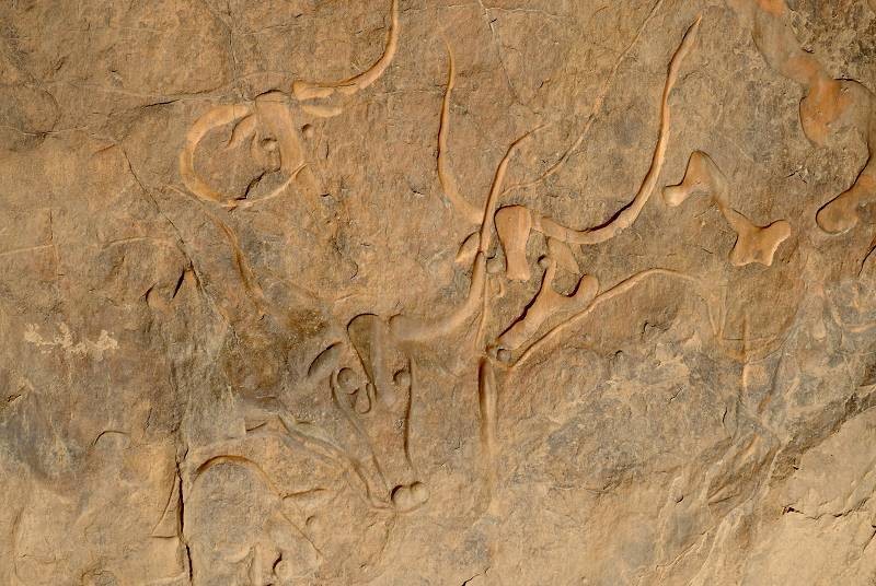 Nello Oued Djierat, in Algeria, vicino a Djanet si trova questa bellissima incisione di bovini risalente a ca. 6000/8000 anni fa conosciuta col nome di “vacca che piange”.